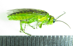 Rhogogaster chlorosoma