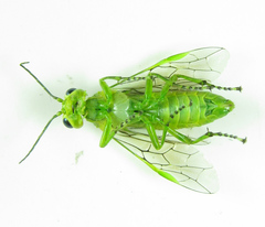 Rhogogaster chlorosoma