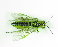 Rhogogaster chlorosoma