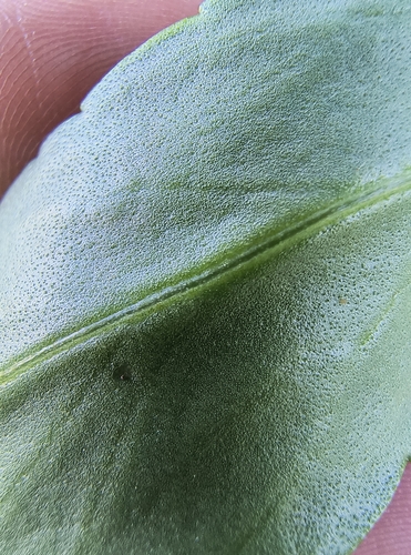 Nipponanthemum nipponicum