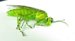 Rhogogaster chlorosoma