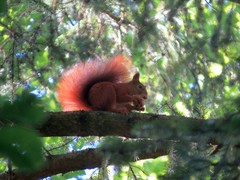 Sciurus vulgaris