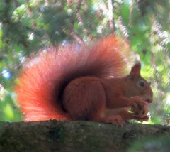 Sciurus vulgaris