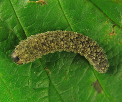 Rhogogaster chlorosoma