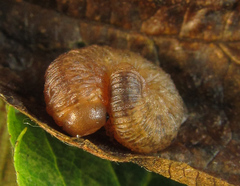 Rhogogaster chlorosoma