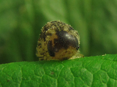 Rhogogaster chlorosoma