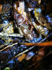 Leptodactylus didymus