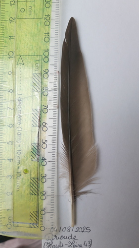 Plume de Martinet à ventre blanc
