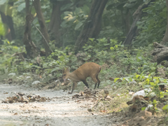 Muntiacus vaginalis