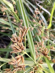 Rhynchospora corymbosa