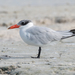Caspian Tern - Photo (c) Juan Bou Riquer, some rights reserved (CC BY-NC-SA), uploaded by Juan Bou Riquer