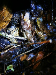 Leptodactylus didymus