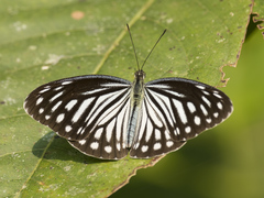 Pareronia hippia