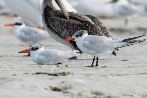Foto de Caspian Tern