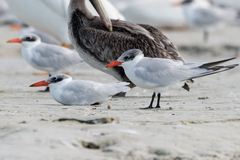 Caspian Tern photo 6