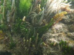 Caulerpa brownii