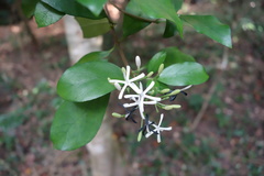 Tarenna gracilipes