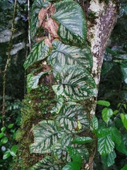 Monstera dubia