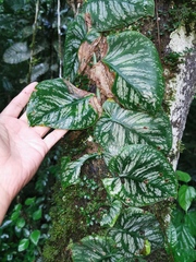Monstera dubia