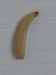 Lepidoptera