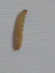 Lepidoptera