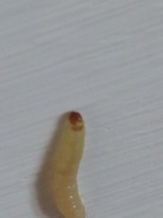 Lepidoptera
