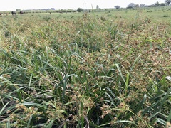 Rhynchospora corymbosa