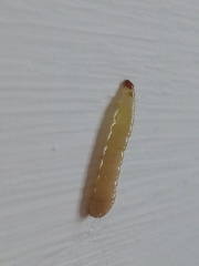 Lepidoptera