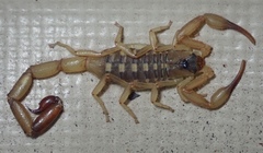 Uroplectes vittatus