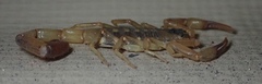 Uroplectes vittatus