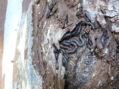 Pachyiulus apfelbecki