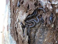 Pachyiulus apfelbecki