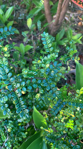 Zanthoxylum beecheyanum iNat (1)