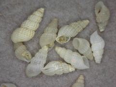Odostomia virginalis
