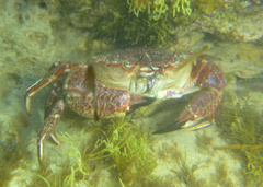 Nectocarcinus integrifrons