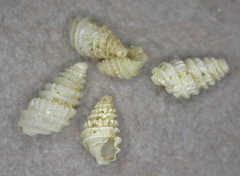 Odostomia aepynota