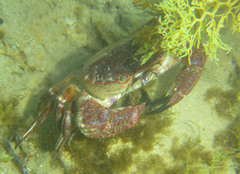 Nectocarcinus integrifrons