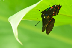 Ancyluris etias