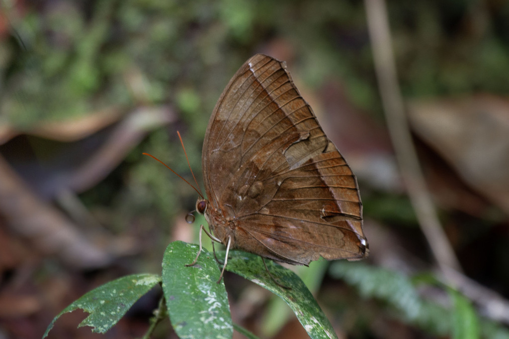 Dark Jungle Glory