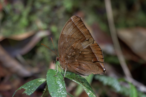 Dark Jungle Glory