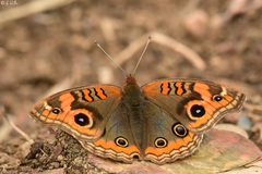 Junonia genoveva