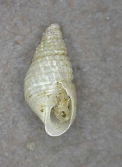 Odostomia