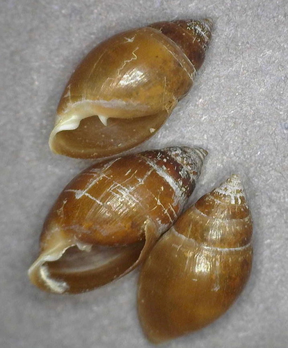 Mouse-eared Snail