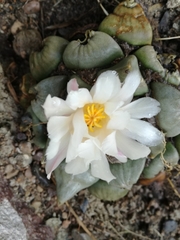 Ariocarpus retusus retusus