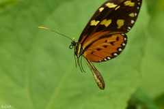 Mechanitis lysimnia roqueensis