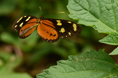 Mechanitis lysimnia roqueensis