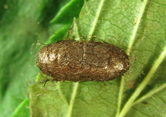 Pristiphora pallidiventris