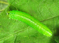 Pristiphora pallidiventris