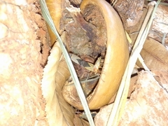 Dysdercus ruficollis