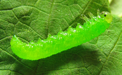 Pristiphora pallidiventris